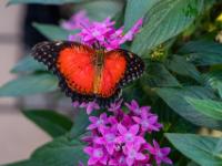 Bortenfalter auf Blüten